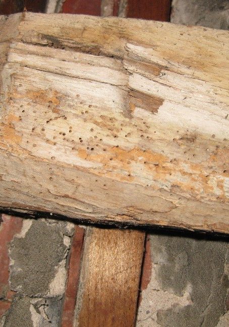 Death Watch Beetle (Xestobium rufovillosum) 