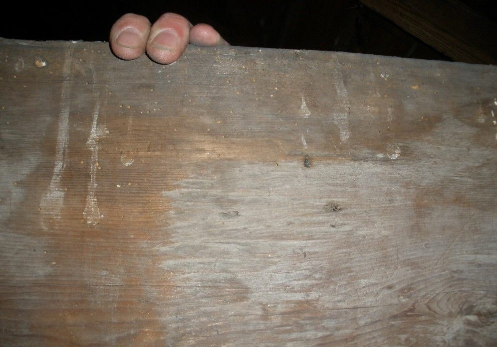 Flight holes are much bigger than those of the Common Furniture Beetle (Anobium Punctatum) 